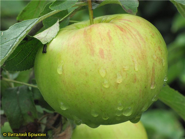 Сахарный аркад яблоня фото